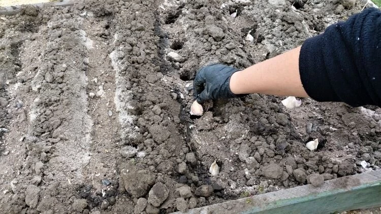 Какие удобрения любит чеснок: посыпьте грядки осенью для крупных головок