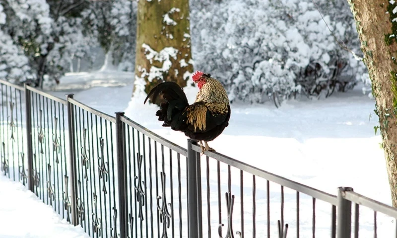 Освобождение от токсичности и укрепление отношений: восточный гороскоп на неделю с 8 по 14 декабря 2025 года