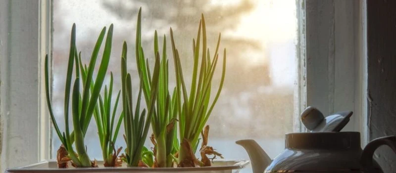 Свежая зелень круглый год: как вырастить зеленый лук на подоконнике зимой